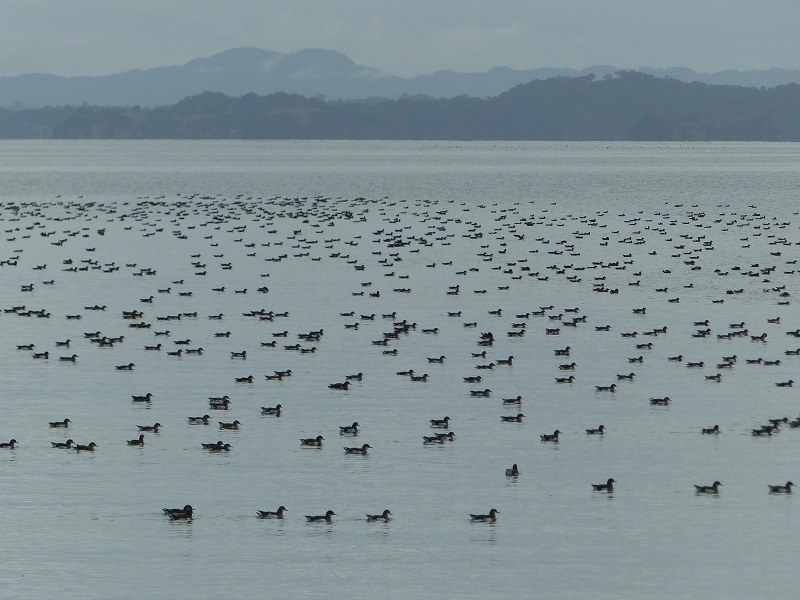 Fluttering shearwaters flock on Waiau Bay